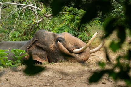 Elefanten Chok nyder livet i den elefantvenlige lejr Following Giants