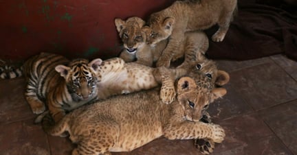 Løve- og tigerunger på en sydafrikansk løvefarm