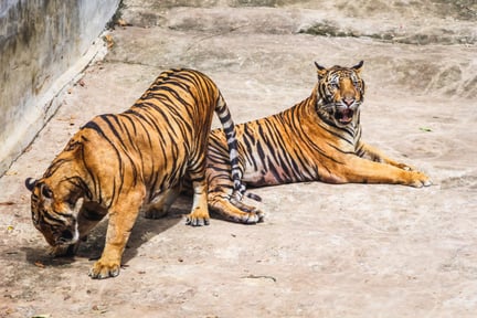 Tigrar i fångenskap