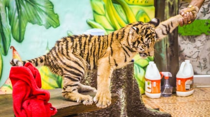 Tigerunger udnyttes til tigerselfies i Thailands turistindustri