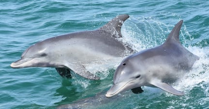 Delfiner hører til i havet - ikke i fangenskab. Foto: Mandurah Cruises