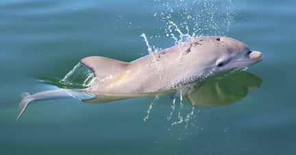 En et måneder gammel delfinunge i havet