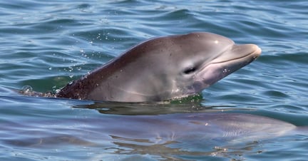 En uge gammel delfinunge i Mandurah, Vestaustralien