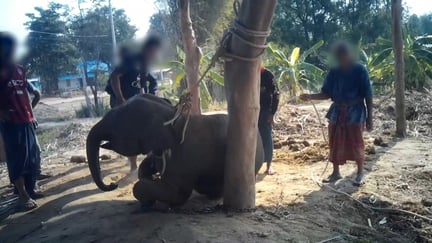 Elefantkalv gennemgår grusom træning og adskillelse fra sin mor.