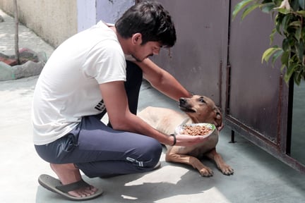 Herreløse hunde sulter i Indien under coronakrisen