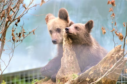 To reddede bjørneunger i reservatet, vi finansierer i Rumænien. Foto: AMP