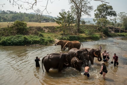 Elefantvask og -badning er blevet populært blandt turister