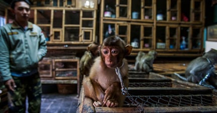 Chained pit-tailed macaque.