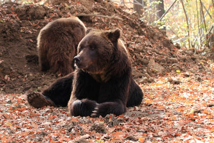 Timka, um urso marrom de 20 anos, sentado em meio à floresta do santuário Libearty