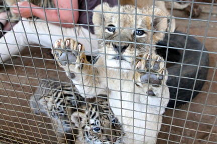 A caged lion and tiger cub.