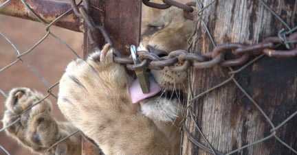 Het uitbuiten van leeuwen in gevangenschap moet stoppen.