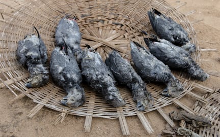 Udryddelsestruede gråpapegøjer sælges på voodoomarkeder i Vestafrika