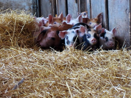 Pigs at a high welfare farm in the US.