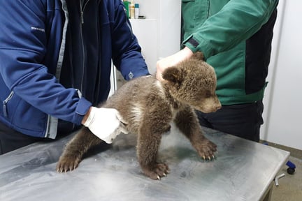 To moderløse bjørneunger blev bragt til Libearty-reservatet i Rumænien den 30. marts 2021