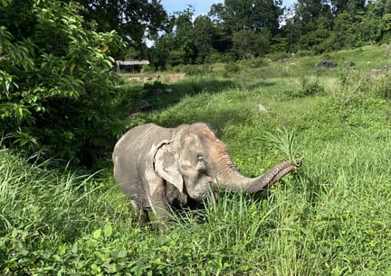Hunelefanten Nam Gaew i Tree Tops Elephant Reserve