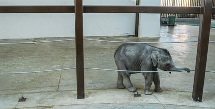 Elefantunge i en zoo i Canada.  Foto: We Animals Media / Jo-Anne McArthur