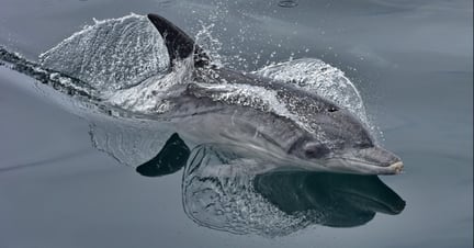 A photo by  Raggy Charters shows a dolphin in the wild at Algoa Bay in South Africa.