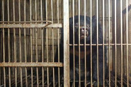 Bjørn i bur på bjørnegaldefabrik i Lang Son-provinsen