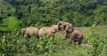 Elefanterne nyder livet i elefantreservatet Kindred Spirit i Thailand