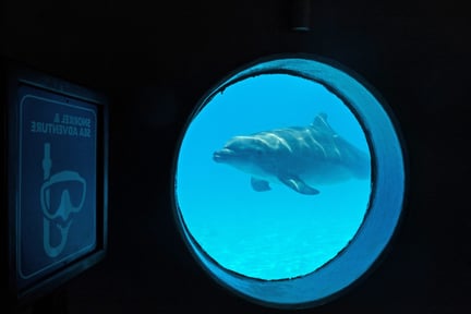 Delfin ved turistattraktion i Mexico