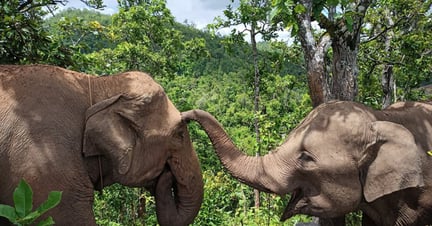 Dodo og en anden elefant i reservatet