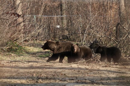 Morbjørn og hendes unge reddet i Rumænien. Foto: AMP
