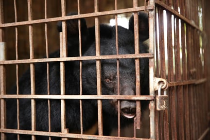 Bjørn reddet fra fangenskab i Vietnam