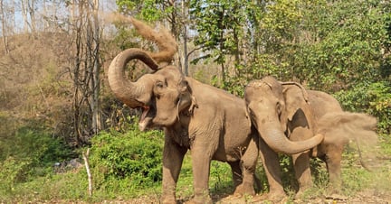 Elefanterne Mae Kam og Mae Dok i Burm and Emily's Elephant Sanctuary