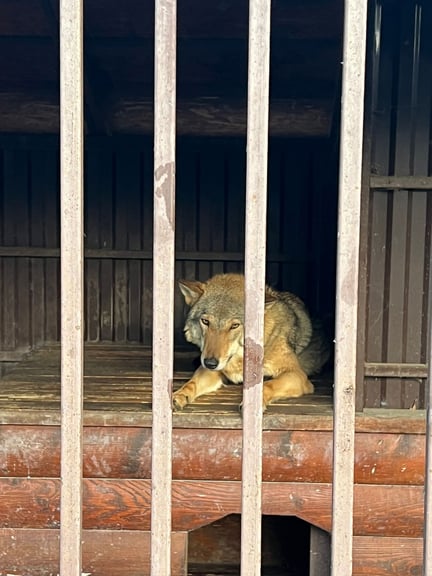 Ulven Elza i sit lille bur, før hun blev reddet