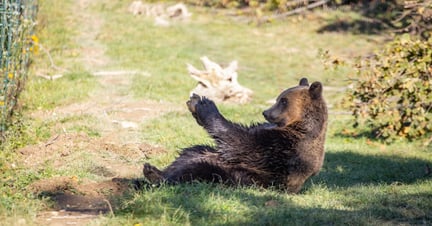 En af de reddede bjørne i Libearty Bjørnereservat i Rumænien. Foto: AMP