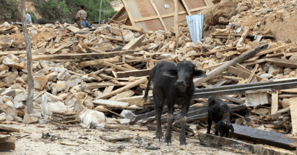 Nepals dyr har mere end nogensinde brug for hjælp