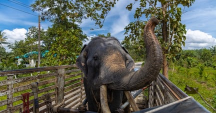 Elefanten Khai Dam bliver transporteret til sit nye hjem i Following Giants.