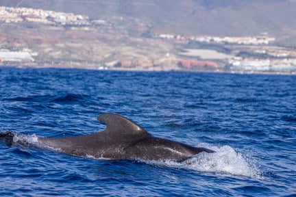 Delfin i Whale Heritage Site, Tenerife
