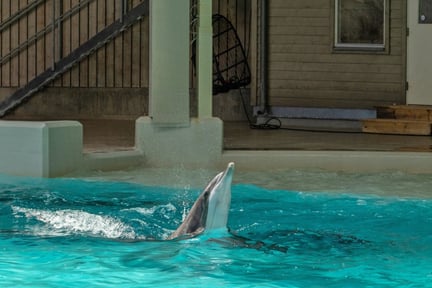 Delfin i Kolmården dyrepark, Sverige