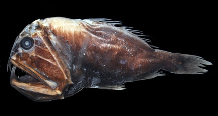Anoplogaster cornuta / common fangtooth fish