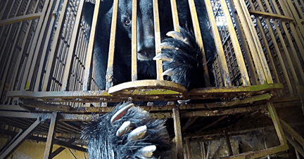 Afsløring af Vietnams ulovlige bjørnegaldefabrikker