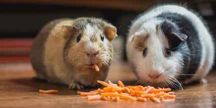 Two guinea pigs sharing a meal of delicious carrot shreds