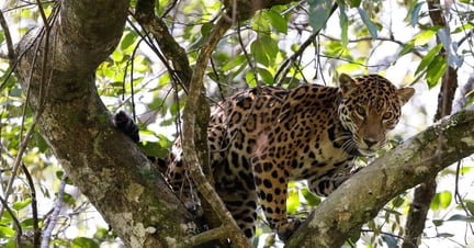 Jaguar i Amazon Uakari Heritage Area. Foto: Bruno Kelly