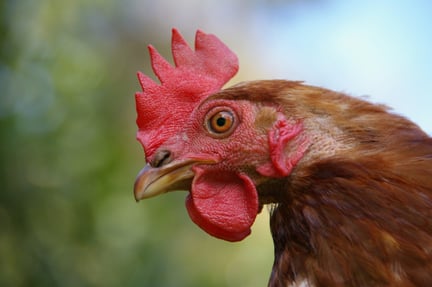 Høne på en farm med fokus på dyrevelfærd
