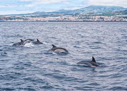 Delfinerne boltrer sig i havet i det hvalvenlige område - Whale Heritage Site - ved Azorerne