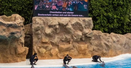 Delfiner optræder i shows i Loro Parque på Tenerife