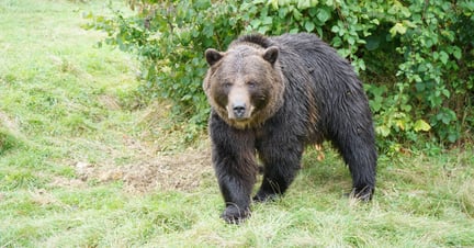 En af de reddede bjørne i Libearty bjørnereservat