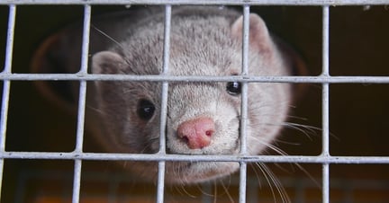 mink in cage