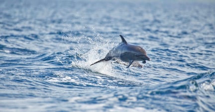 Springende delfin i det hvalvenlige område Golfo Dulce i Costa Rica. Foto: Dave Hamilton