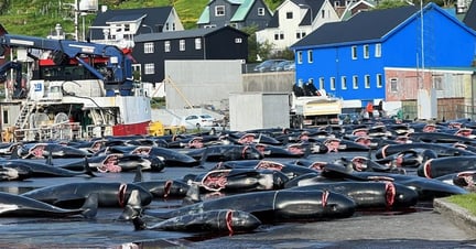 Grindedrab på Færøerne. Foto: Birgit Høgensen