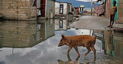 Hjælp til dyrene på Haiti efter orkanens hærgen