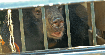 Bjørn konfiskeret fra Vietnams bjørnegaldeindustri