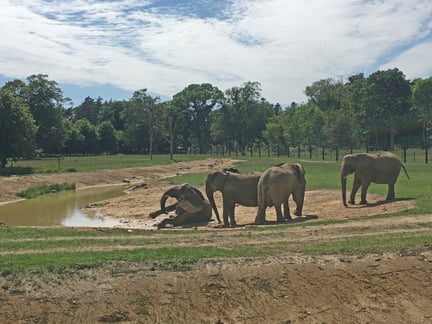 De tidligere cirkuselefanter nyder livet i Knuthenborg Safaripark