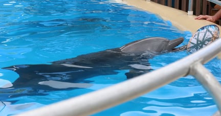 Landmark sea sanctuary study for captive dolphins announced