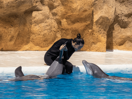 Delfiner af arten øresvin, der optræder i shows i Loro Parque